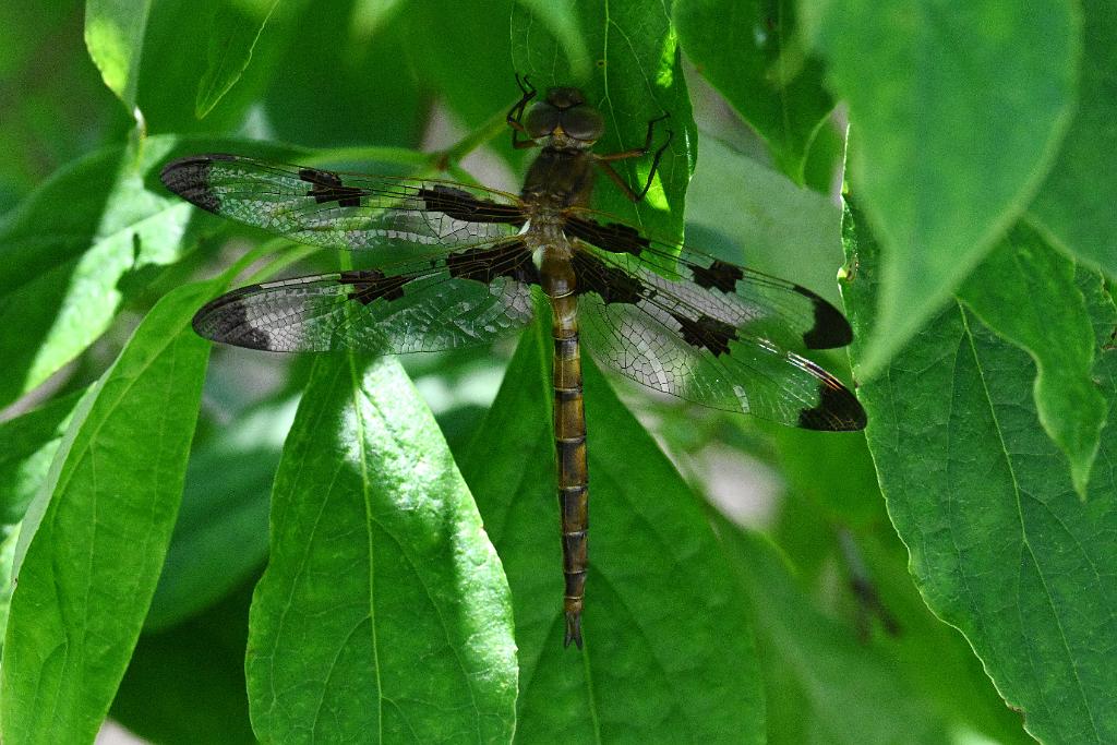 2025-06219139 Tower Hill Botanic Garden, MA.JPG - Prince Baskettail Dragonfly (Epitheca princeps). New England Botanic Garden at Tower Hill, MA, 6-21-2025